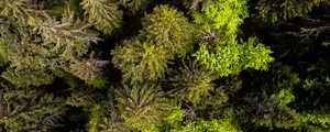 Forêt sapins drone Vercors