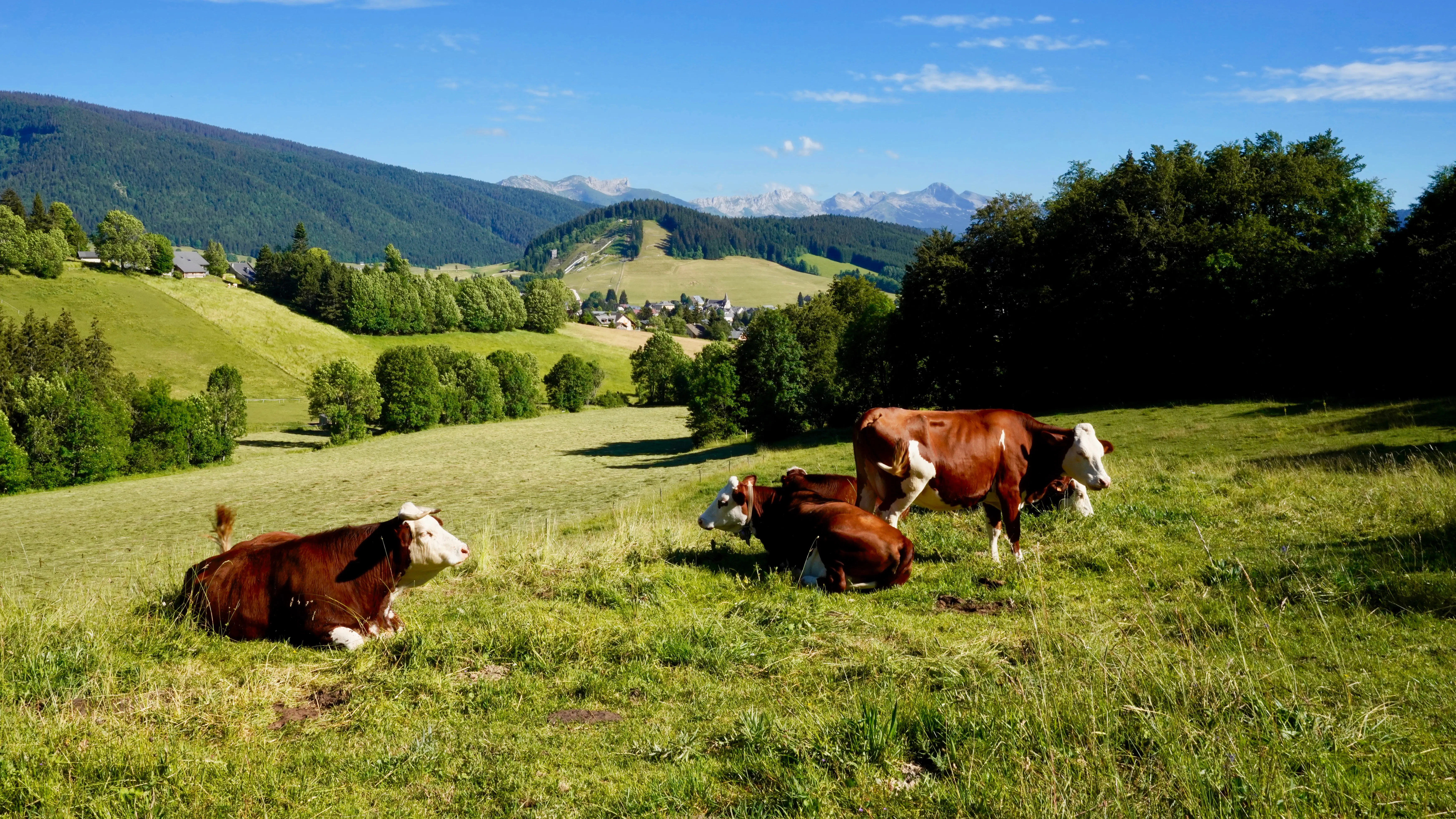 Vaches à Méaudre